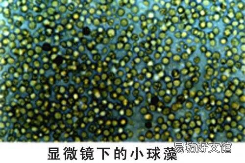 在没有绿水种的情况下能在鱼缸中培育绿水吗?怎么培育?