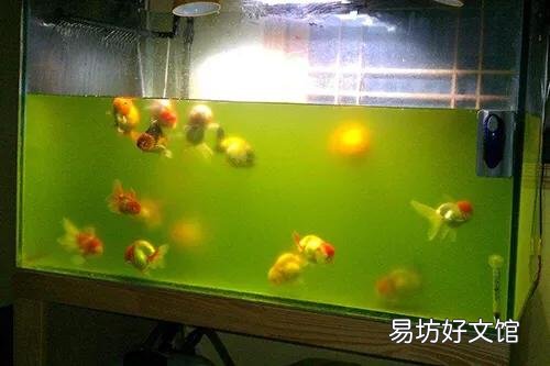 在没有绿水种的情况下能在鱼缸中培育绿水吗?怎么培育?