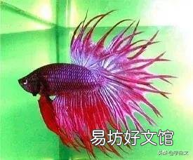 热带鱼不用加热棒就能养的,有哪些?