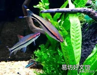 热带鱼不用加热棒就能养的,有哪些?