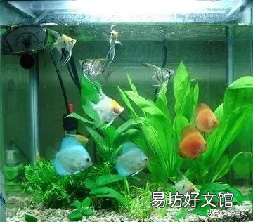 热带鱼不用加热棒就能养的,有哪些?