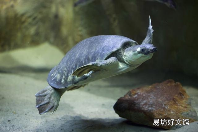 什么样的乌龟可以长期在水中不用晒台？