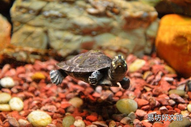 什么样的乌龟可以长期在水中不用晒台？
