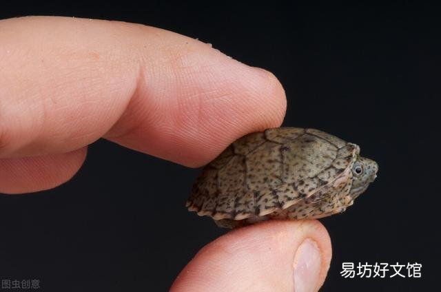 什么样的乌龟可以长期在水中不用晒台？