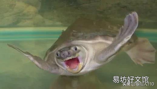 什么样的乌龟可以长期在水中不用晒台？