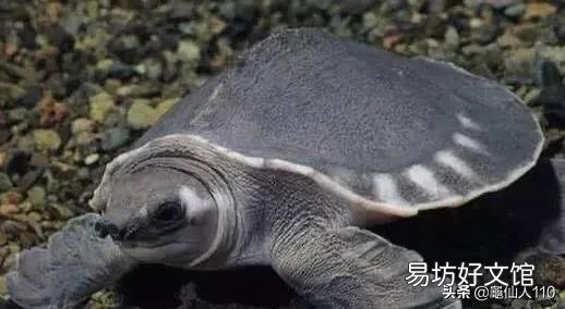 什么样的乌龟可以长期在水中不用晒台？
