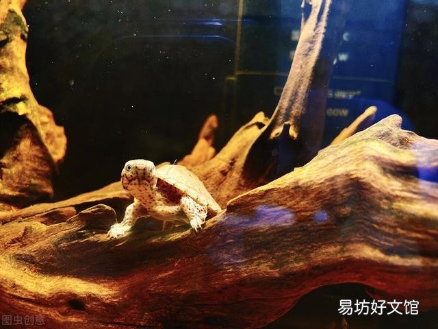 什么样的乌龟可以长期在水中不用晒台？