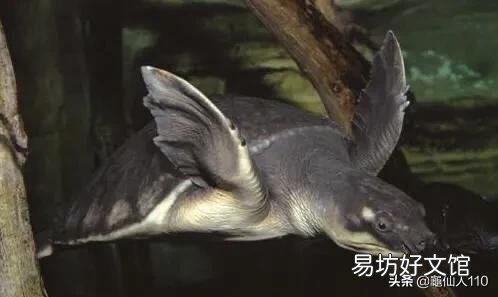 什么样的乌龟可以长期在水中不用晒台？