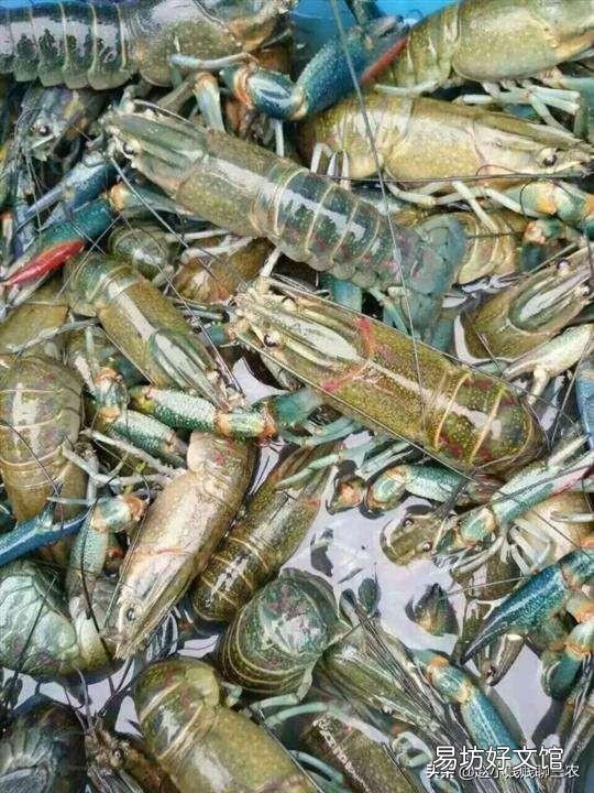 龙虾塘可放鱼苗吗？