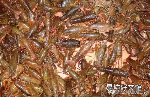 龙虾塘可放鱼苗吗？