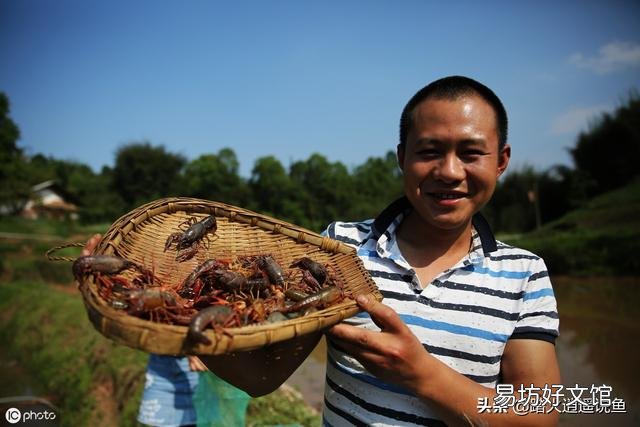 龙虾塘可放鱼苗吗？