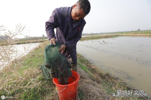 龙虾塘可放鱼苗吗？