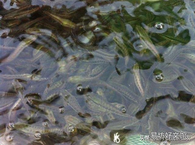 龙虾塘可放鱼苗吗？