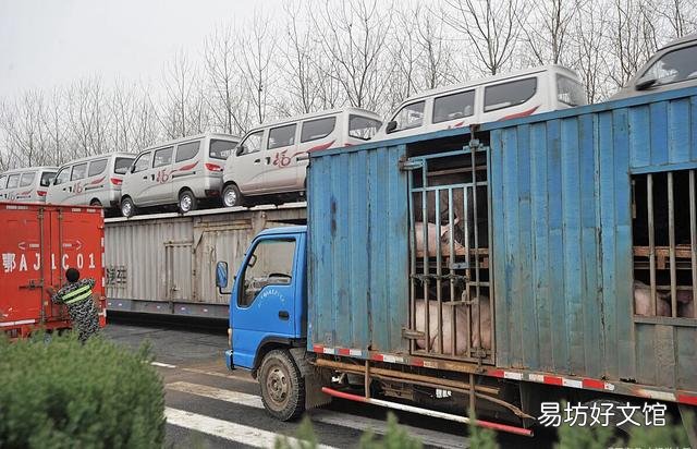养猪场院内放点公鸡对养猪有危害吗?