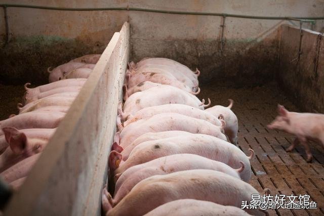 养猪场院内放点公鸡对养猪有危害吗?