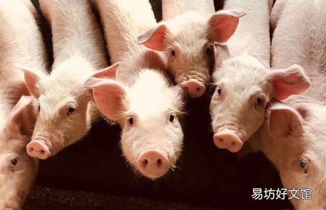 养猪场院内放点公鸡对养猪有危害吗?
