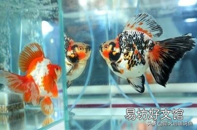 金鱼吃什么才能长得快?