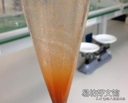 金鱼吃什么才能长得快?