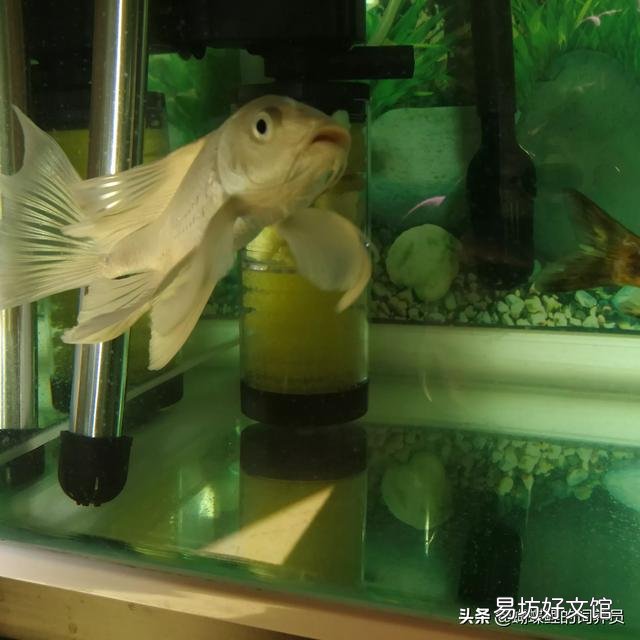 金鱼吃什么才能长得快?