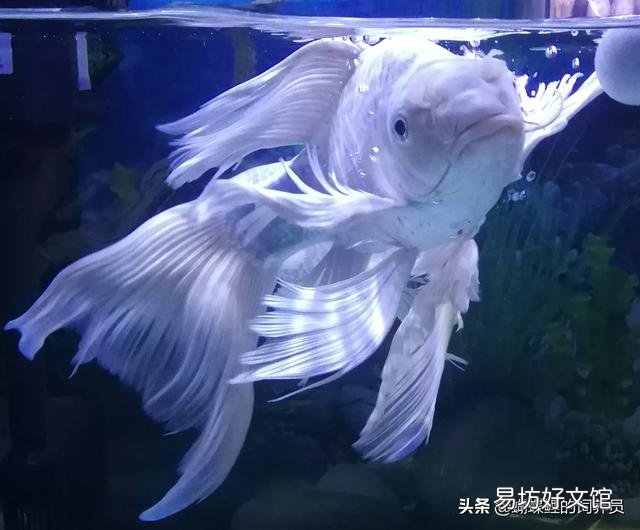 金鱼吃什么才能长得快?