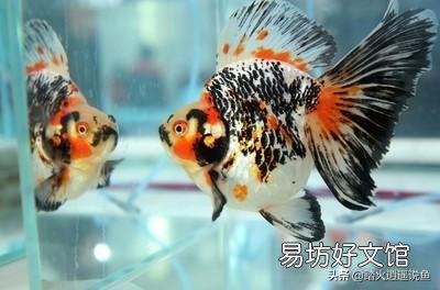硝化细菌使用后几天鱼缸能清澈?
