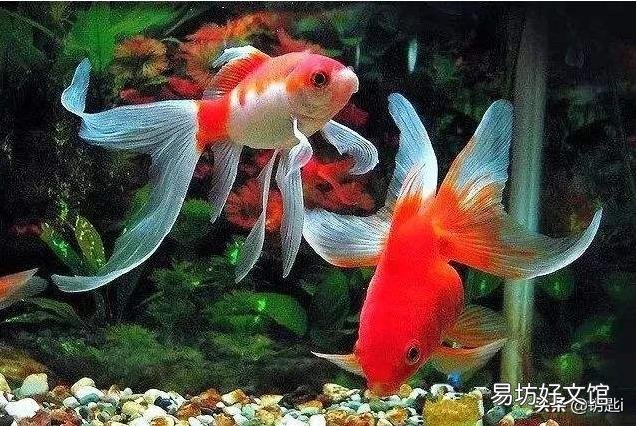 金鱼的眼睛上长了个白色的小泡?怎么办?