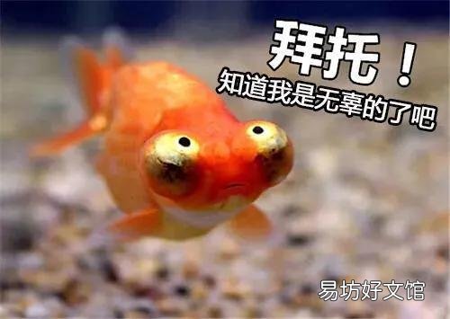 鱼缸水又腥又臭有黄水如何解决？