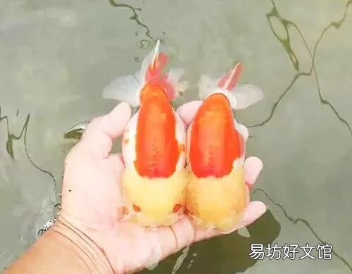 鱼缸水又腥又臭有黄水如何解决？