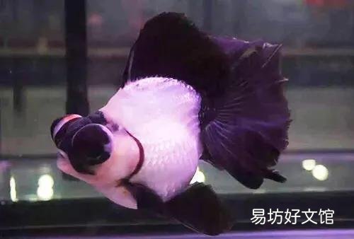鱼缸水又腥又臭有黄水如何解决？