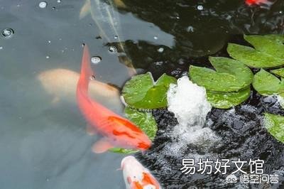想在院子里砌个鱼池,不做防水可以吗?
