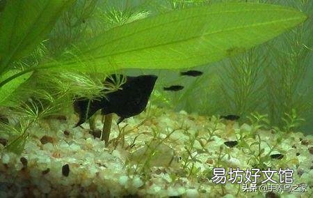 有什么繁殖快,好养的鱼吗?