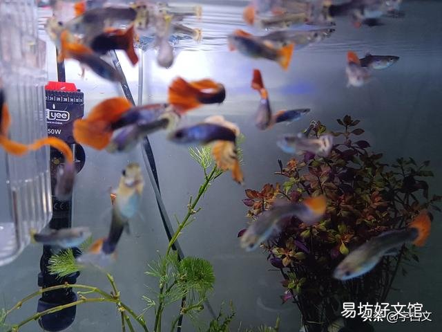 有什么繁殖快,好养的鱼吗?