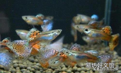 有什么繁殖快,好养的鱼吗?