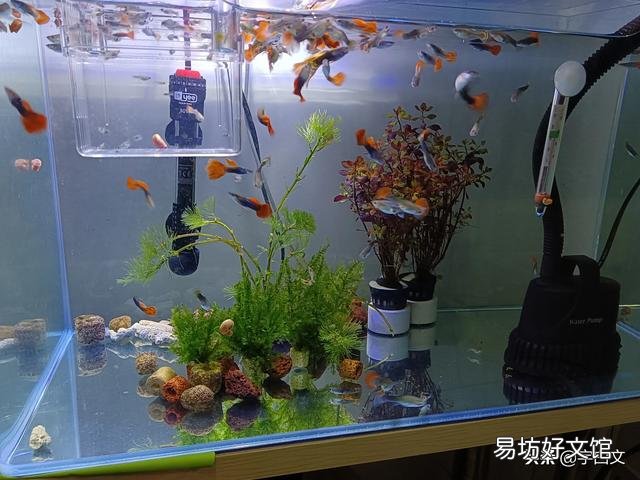 有什么繁殖快,好养的鱼吗?