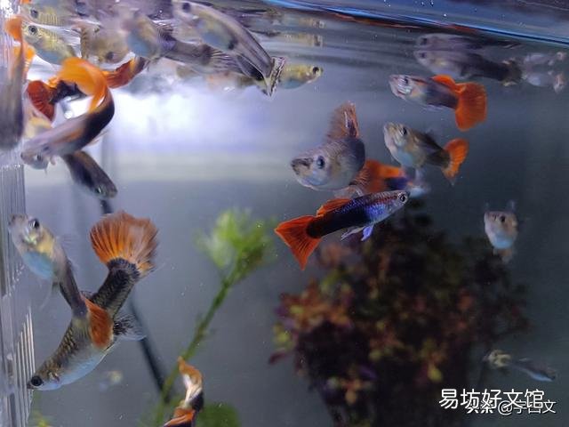 有什么繁殖快,好养的鱼吗?