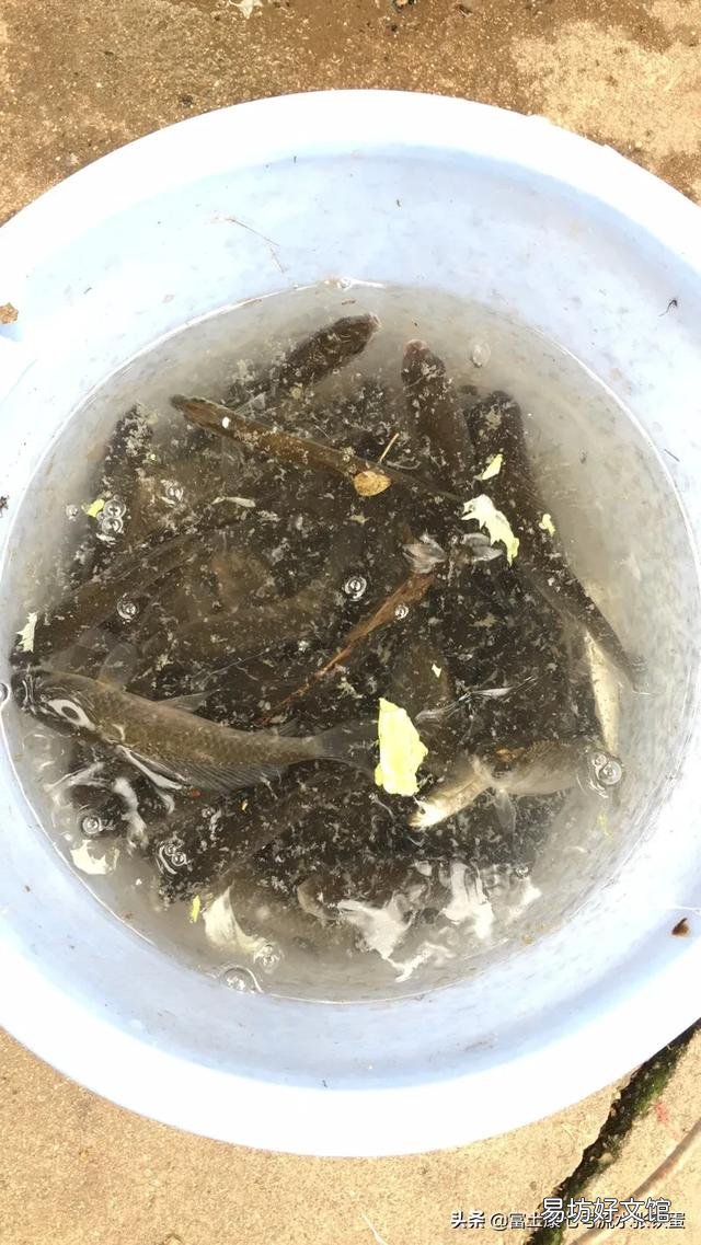 家养鲫鱼能长大么?怎么养好?
