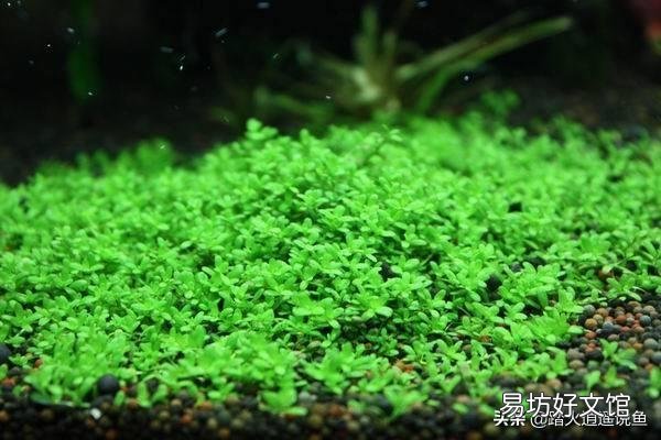 怎样除掉迷你矮珍珠草?发展成了满鱼池要清除?