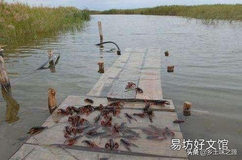 想在家门口的水塘里养殖龙虾,是否可行?需要注意什么?