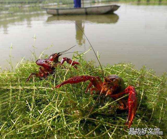 想在家门口的水塘里养殖龙虾,是否可行?需要注意什么?