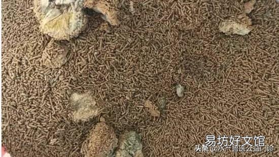 草鱼不吃饲料是哪种原因？