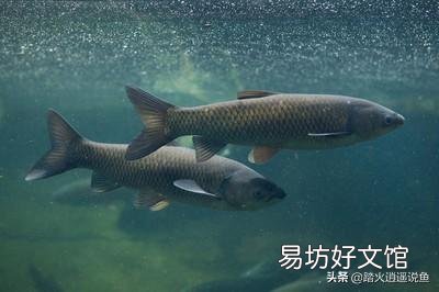 草鱼不吃饲料是哪种原因？