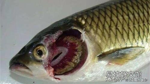草鱼不吃饲料是哪种原因？
