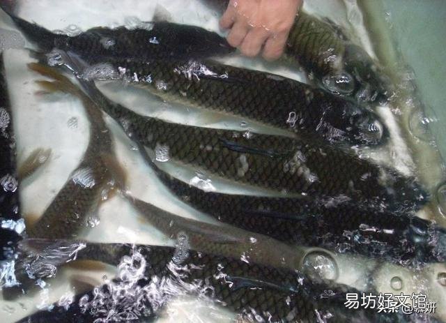 草鱼在渔塘里面跳来跳去,怎么回事?
