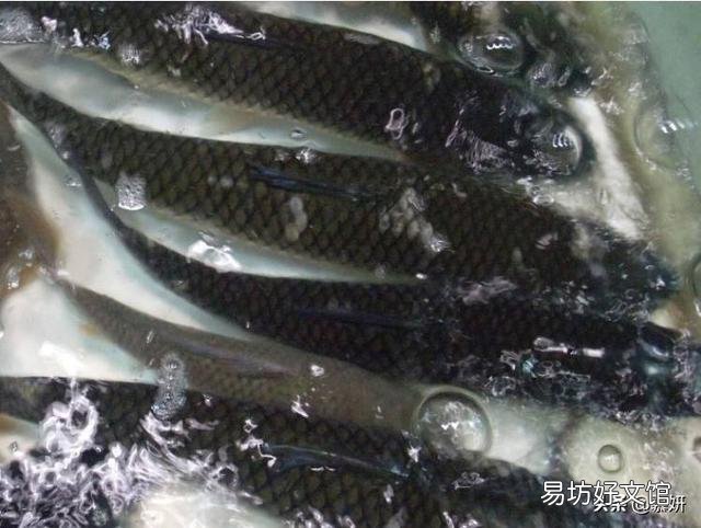 草鱼在渔塘里面跳来跳去,怎么回事?