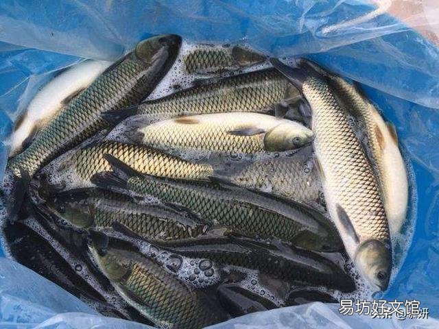 草鱼在渔塘里面跳来跳去,怎么回事?