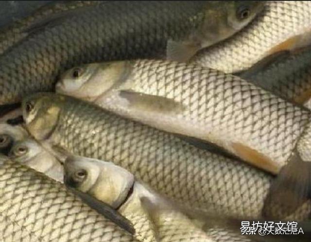 草鱼在渔塘里面跳来跳去,怎么回事?