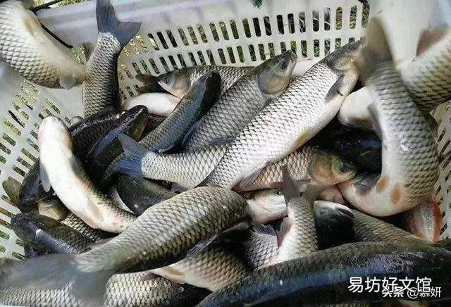 草鱼在渔塘里面跳来跳去,怎么回事?