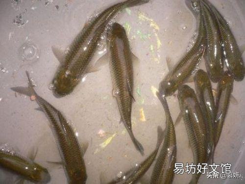 草鱼在渔塘里面跳来跳去,怎么回事?