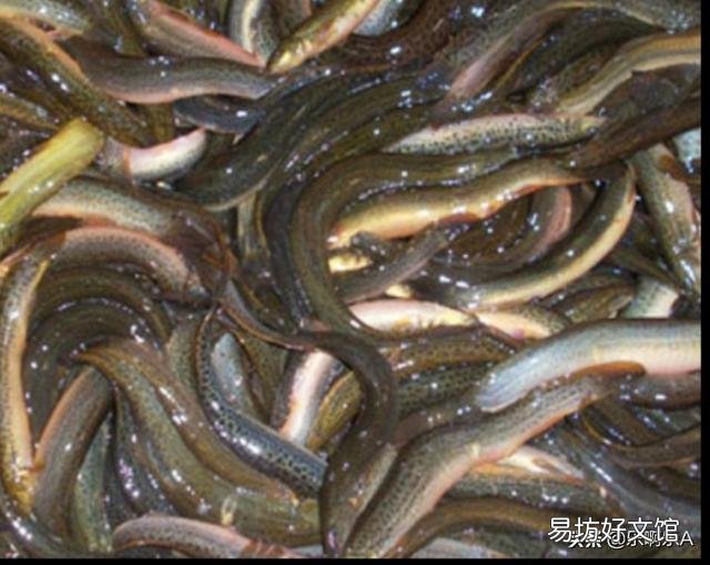 如何清除养殖小龙虾池里的大量泥鳅？