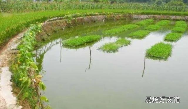 不喂饲料 农村鱼塘里面的鱼怎样快点长大?